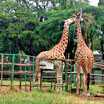 Zoo